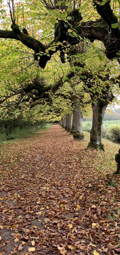Preview of The Argory Lime Tree Walk 