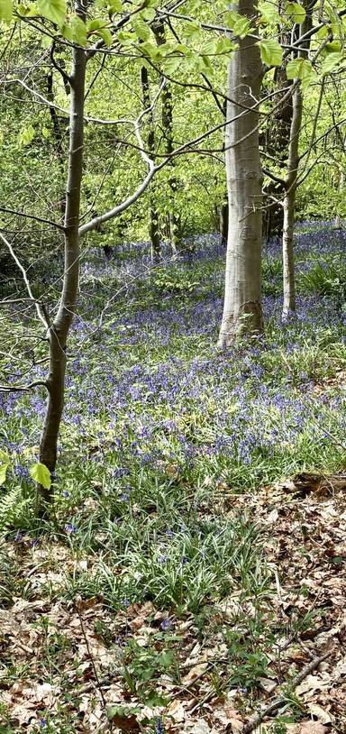 Preview of London Loop Section 13