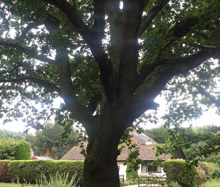 Preview of Dersingham common