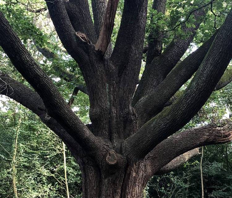Preview of Wanstead’s Woodlands & Ponds
