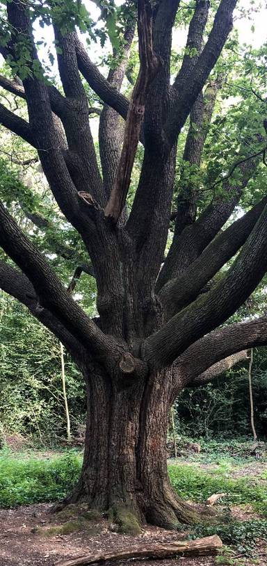 Preview of Wanstead’s Woodlands & Ponds