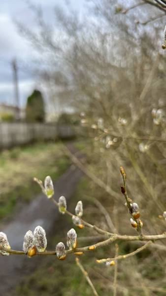 Preview of Soul to Sole April Well-being Walk