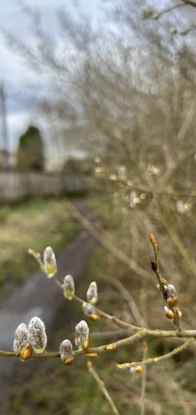 Preview of Soul to Sole April Well-being Walk