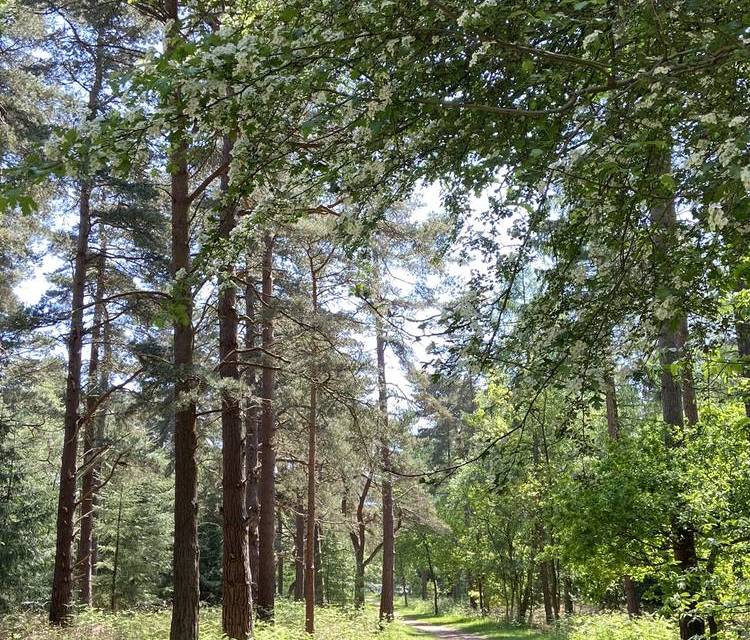 Preview of Royal Sandringham Ramble