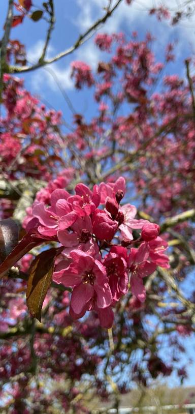 Preview of Ruscote & Bretch Hill Health Walk