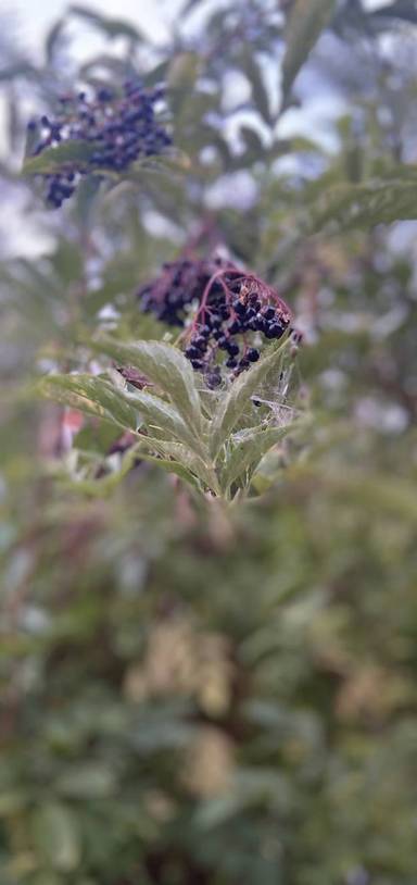 Preview of The Tottenham Riviera