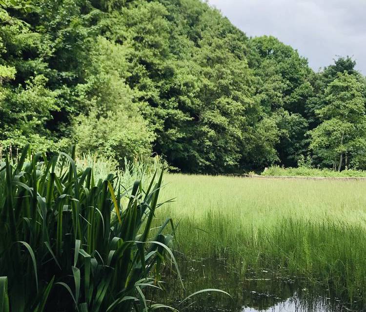 Preview of Rivelin Valley Trail