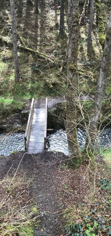 Preview of Abergorlech forest