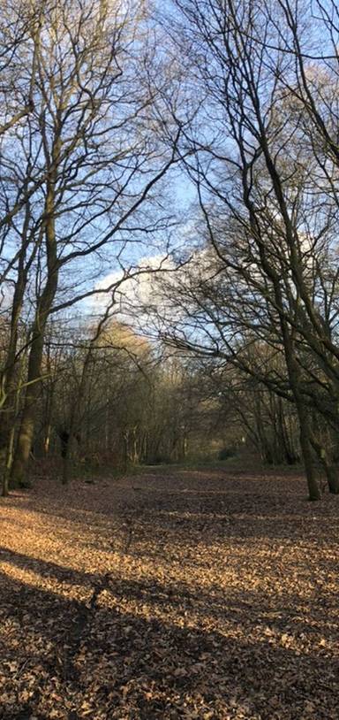 Preview of Hainault woodland circular 🌳