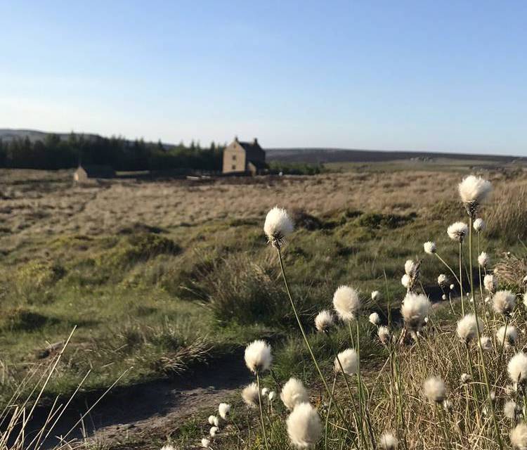 Preview of Deer spotting on White Edge Moor