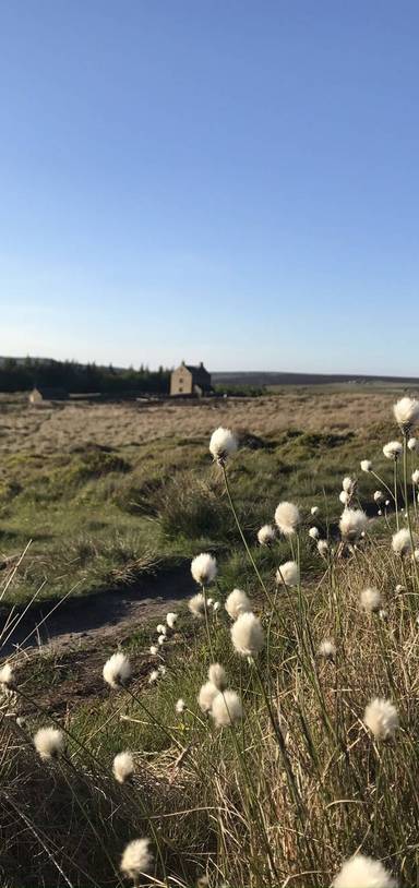 Preview of Deer spotting on White Edge Moor