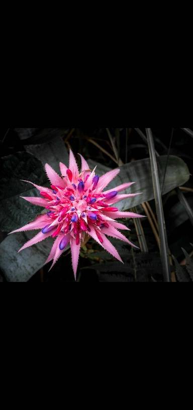 Preview of Leicester botanical gardens