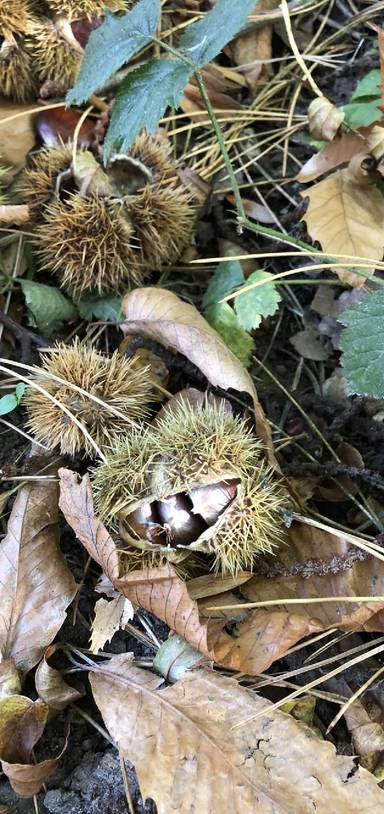 Preview of Autumnal walk through Ightham Mote