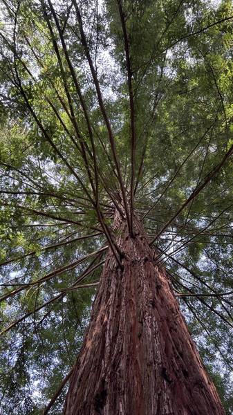 Preview of Nymans Giant Conifers & Lake Loop