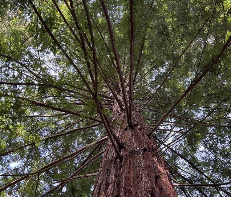 Preview of Nymans Giant Conifers & Lake Loop