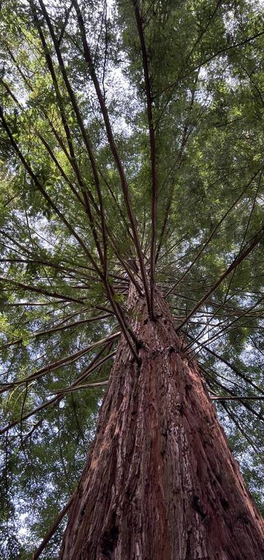 Preview of Nymans Giant Conifers & Lake Loop