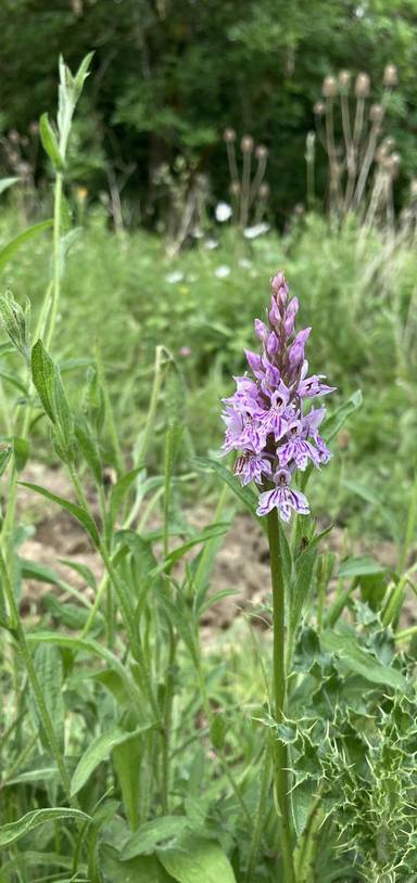 Preview of Midford Brook loop