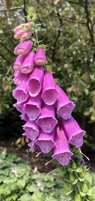 Preview of Emmett’s Garden stroll