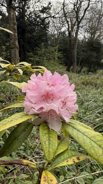 Preview of Saltwell Park Blooming Trail