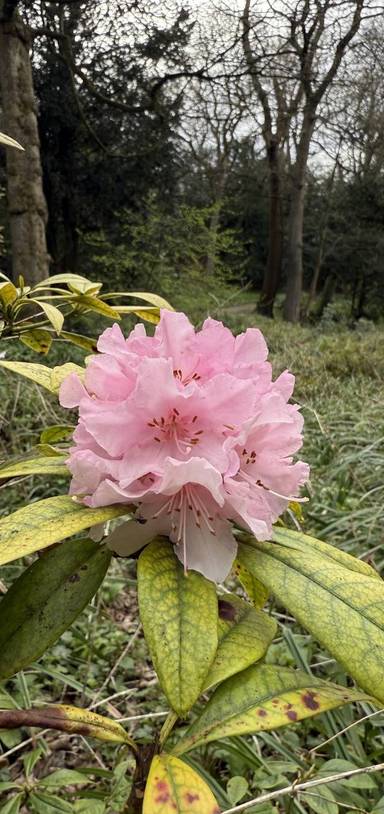 Preview of Saltwell Park Blooming Trail