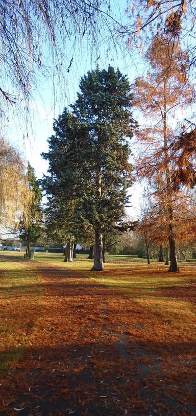 Preview of Autumn stroll in Woodcock Park