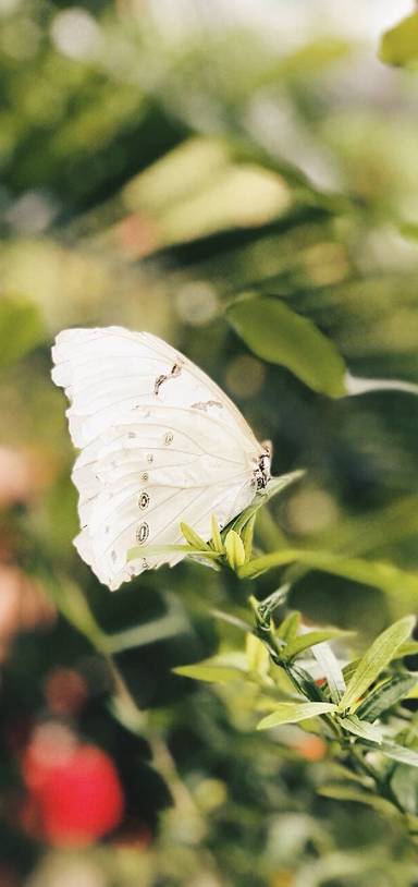 Preview of Butterfly farm adventures on Aruba