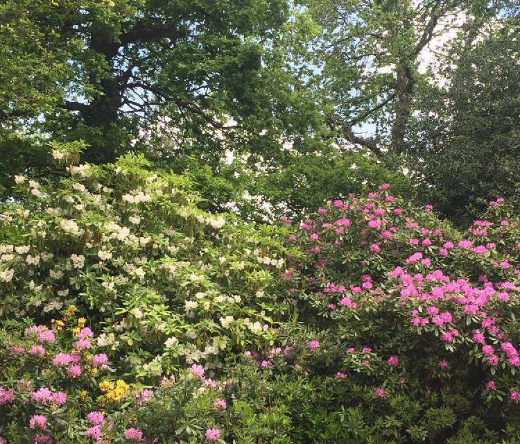 Preview of Heathfield to Addington Hills 🌺🌸