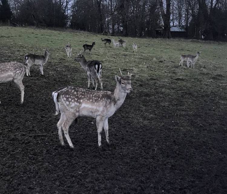 Preview of Weald Park