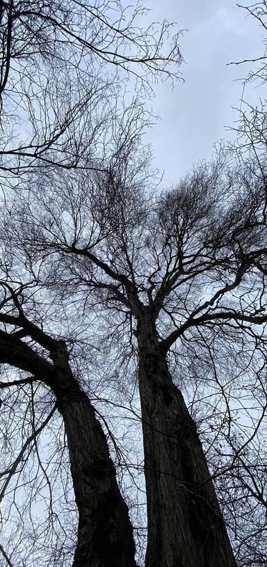 Preview of Ladywell Fields Creature Hunt