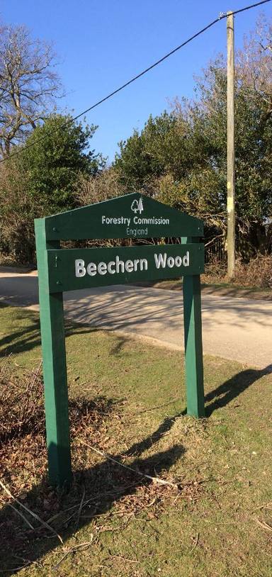Preview of Beechern Wood