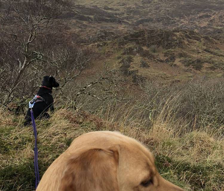 Preview of Dinas Emrys fortress short hike