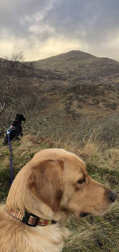 Preview of Dinas Emrys fortress short hike
