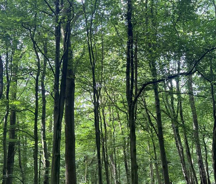 Preview of The Ashridge & Aldbury Zipcar Trail