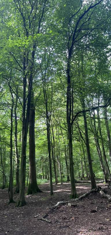 Preview of The Ashridge & Aldbury Zipcar Trail