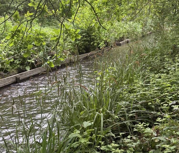 Preview of River Crane Heathrow to Whitton