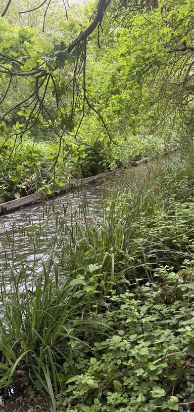 Preview of River Crane Heathrow to Whitton