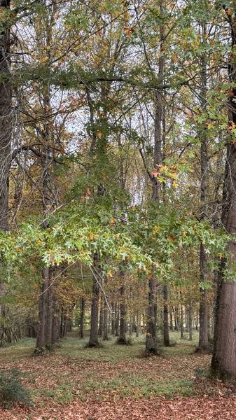 Preview of Saint Palais avec les enfants