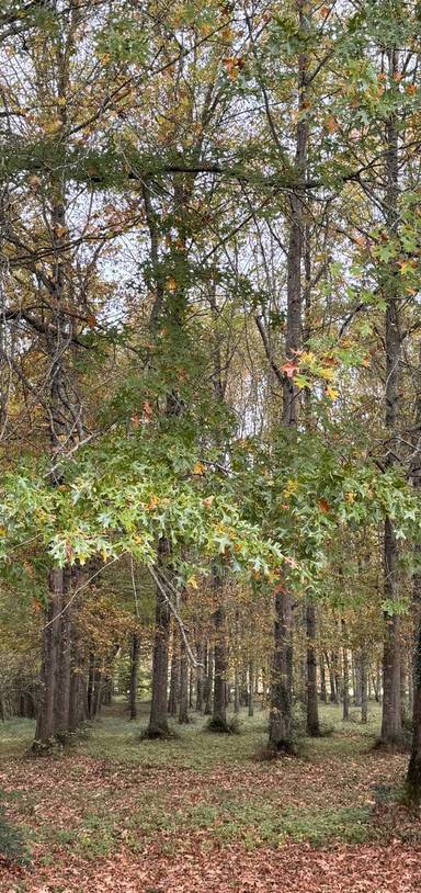 Preview of Saint Palais avec les enfants