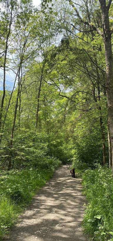 Preview of Orlestone Forest Circular