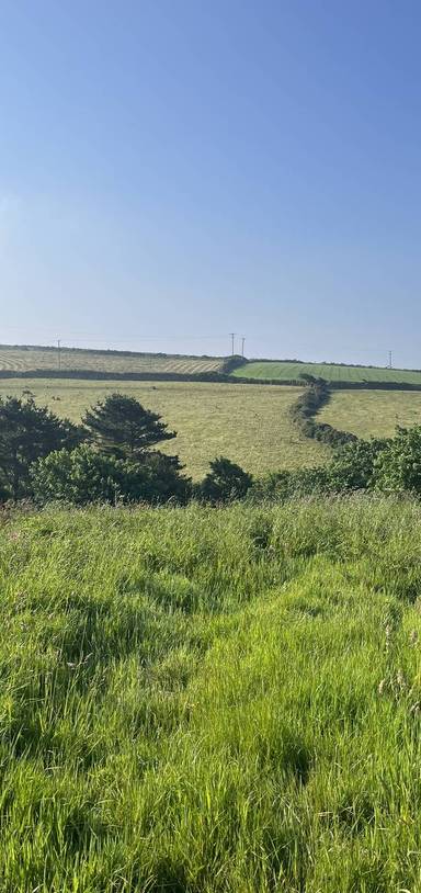 Preview of Blackberry Stamps