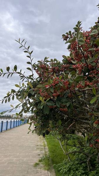 Preview of The Pathway to Nature Connection