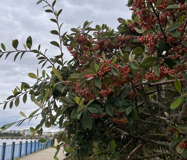 Preview of The Pathway to Nature Connection