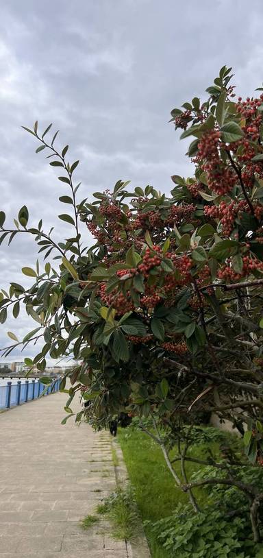 Preview of The Pathway to Nature Connection