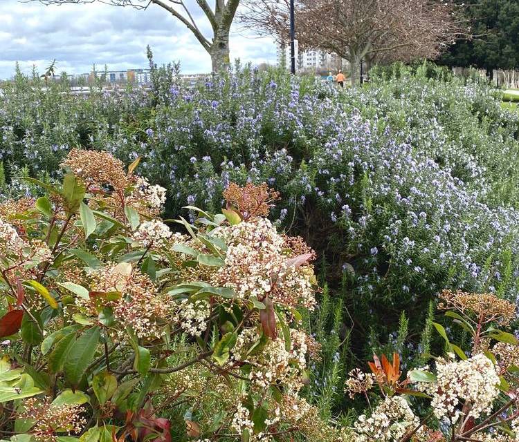 Preview of Waterside Wander in Woolwich