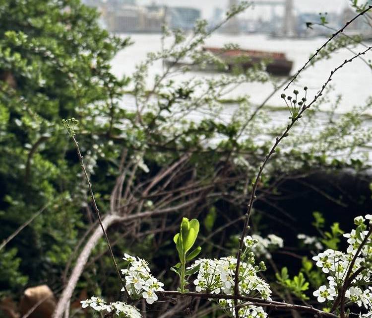 Preview of Rotherhithe River Ramble