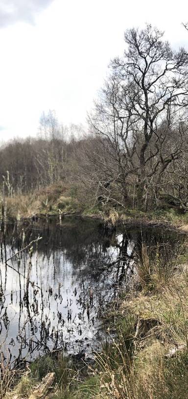 Preview of Eager Beavers at Loch Coille-Bharr