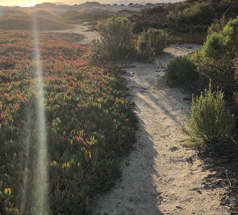 Preview of Ormand Beach