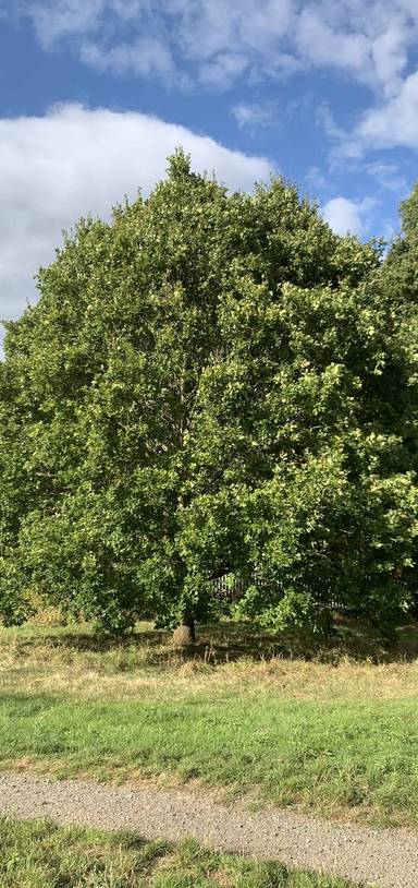 Preview of Circular Tree Trail