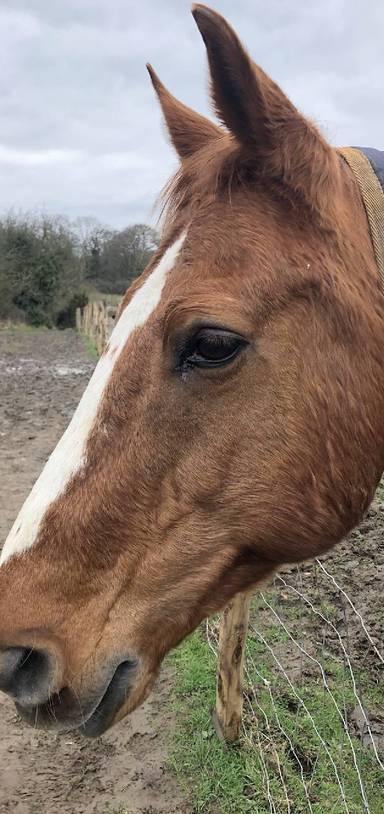 Preview of Scadbury Nature Reserve Pt. 1