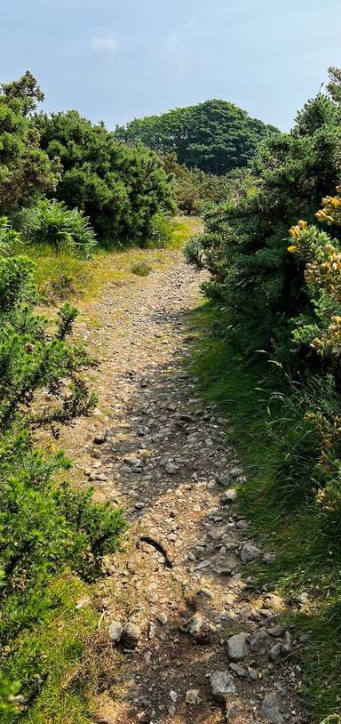 Preview of Friendship woods